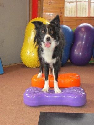 Fitness and Conditioning for the Canine Athlete – The Fitpaws Way