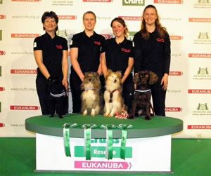 Corton's Chaos Theory at Crufts 2014